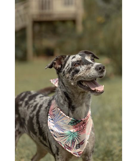 Pañoleta-para-mascotas-Mascotas-Rosado