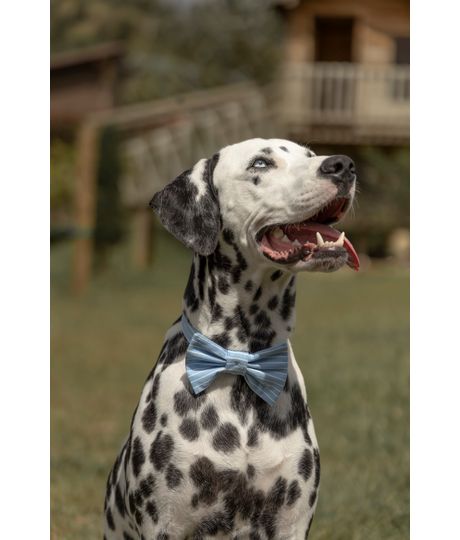 Corbatin-para-mascotas-Mascotas-Azul